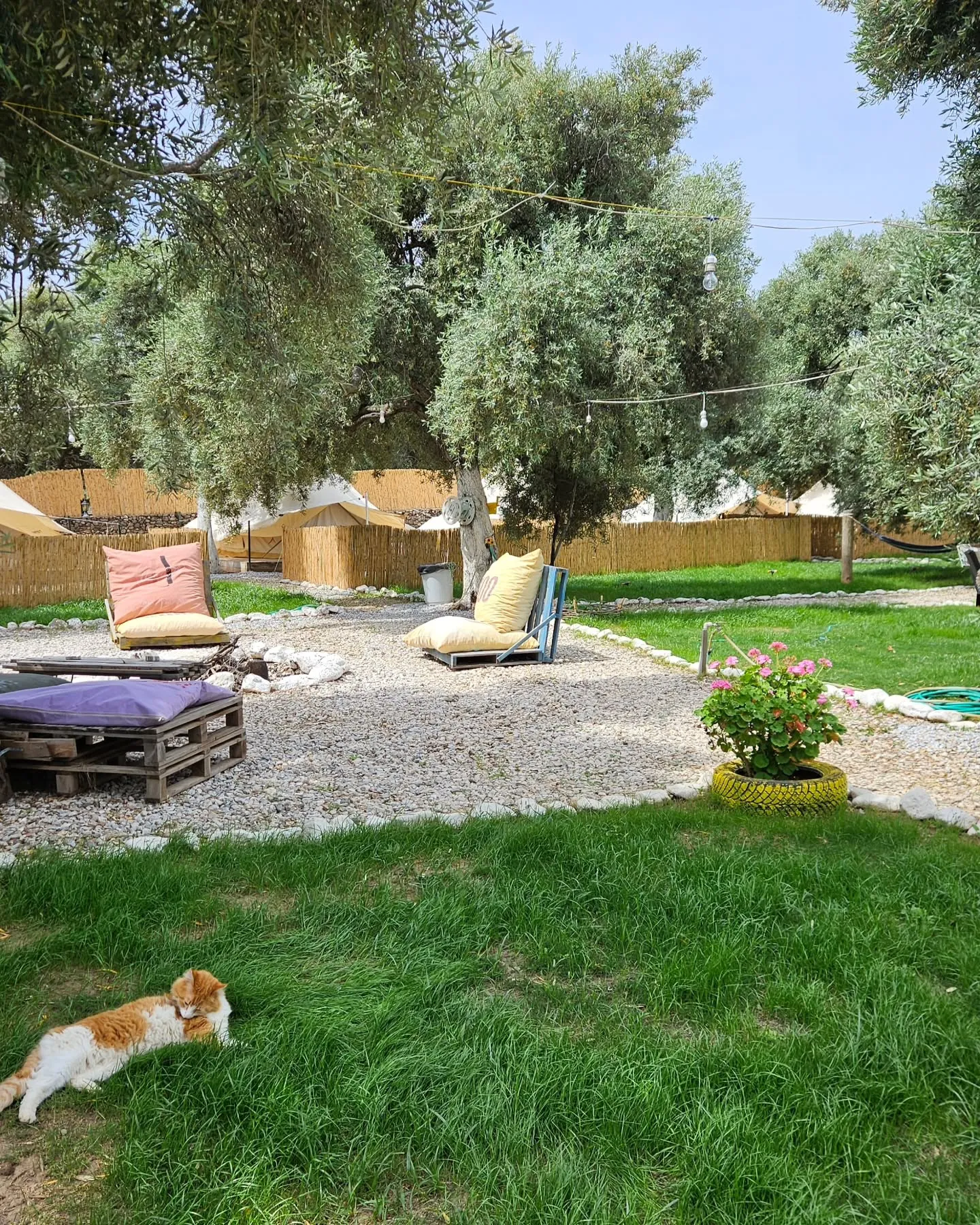 lounge area with cat